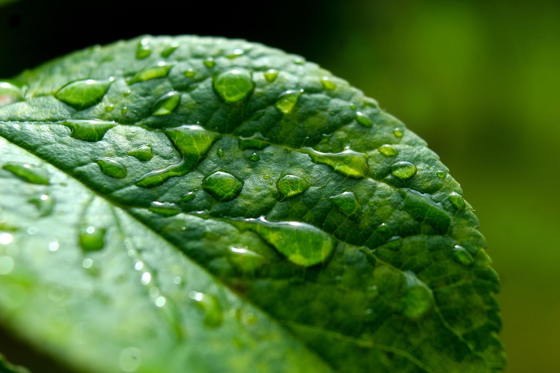 Gosiak1980 Leaf 7260246 1920