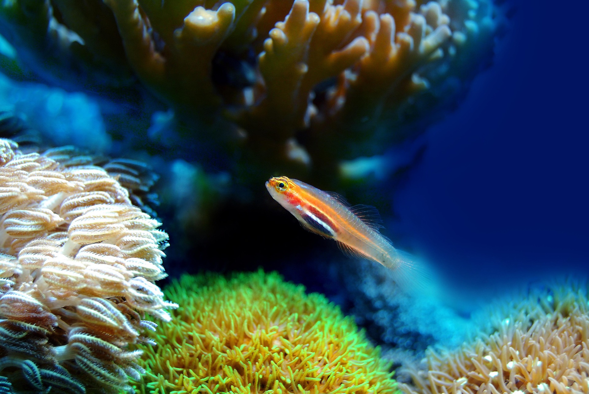 Marcelokato Fish 2580208 1920