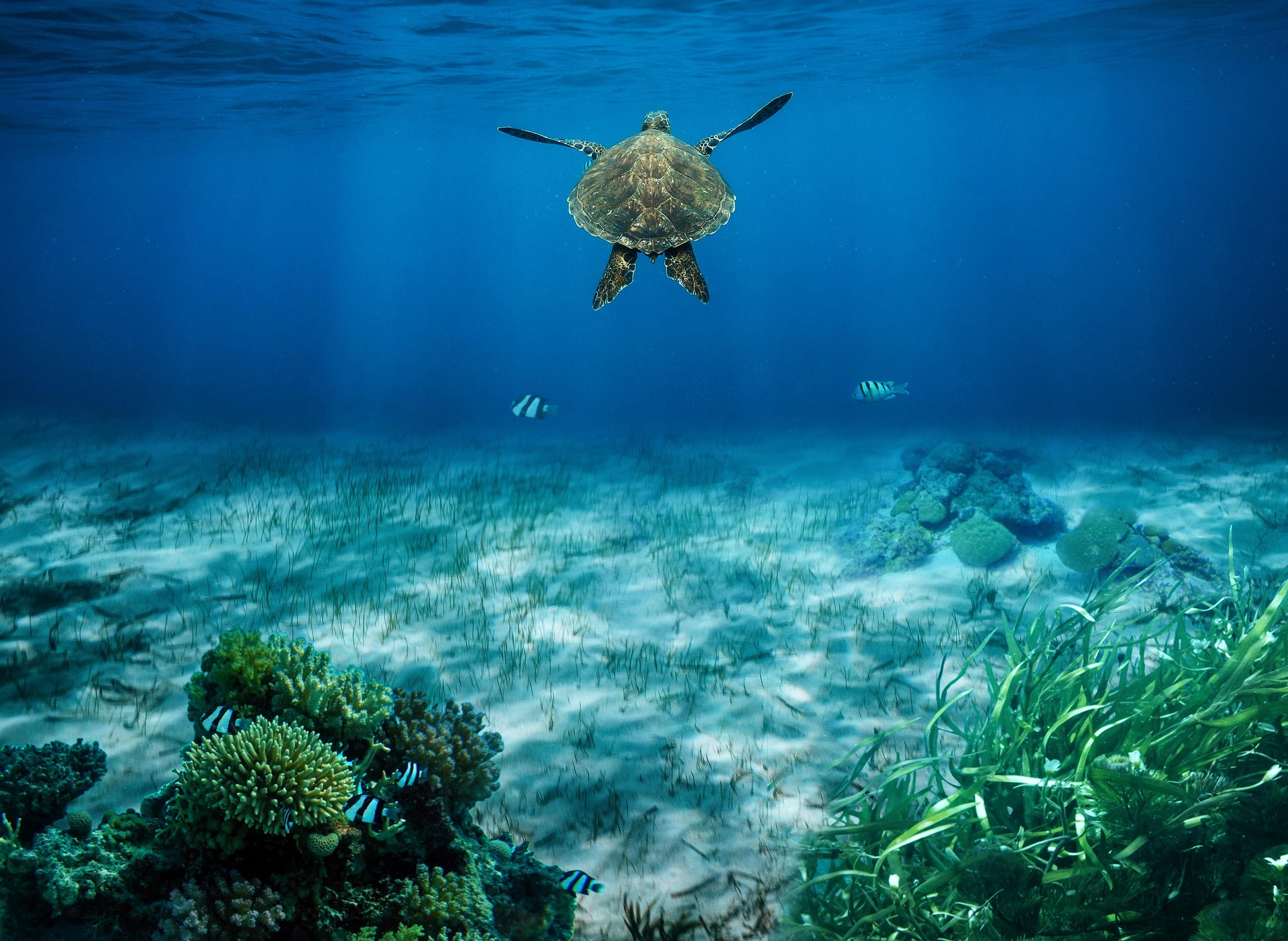 Mollyroselee Sea Turtle 8890529 1920