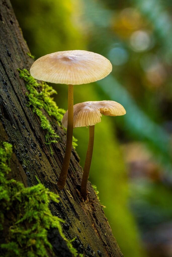 Ken1843 Mushrooms 8328101 1920 683x1024